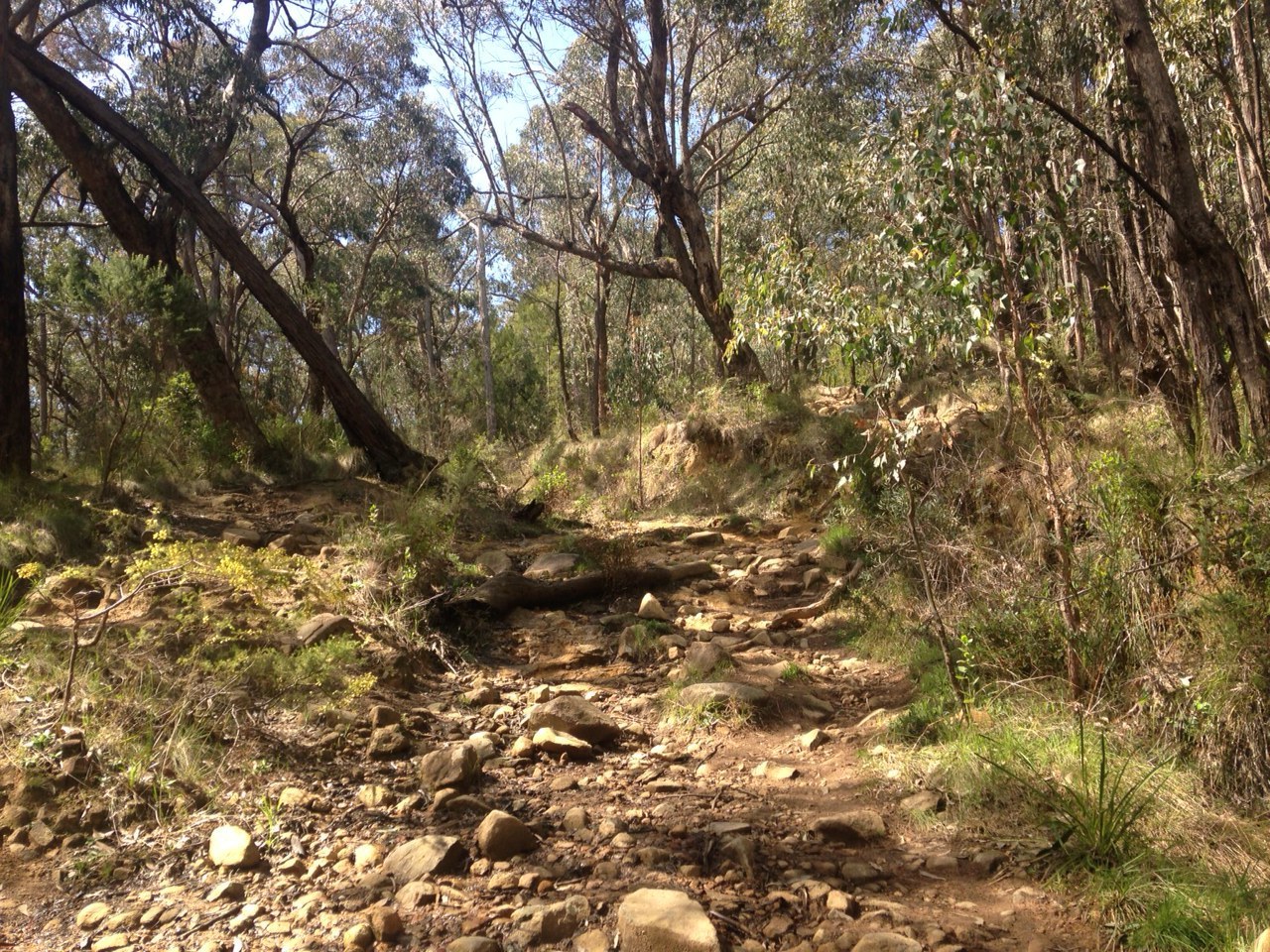 A steep, rocky hiking trail winds upward through a sun-dappled eucalyptus forest.