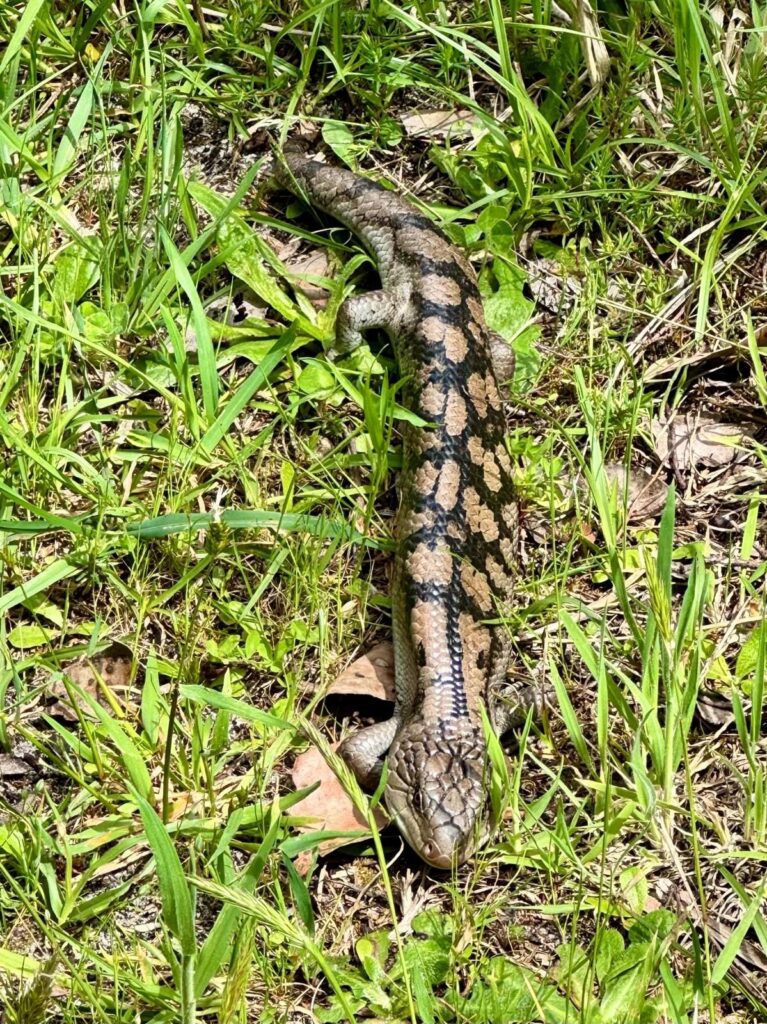 aussie-camino-snake