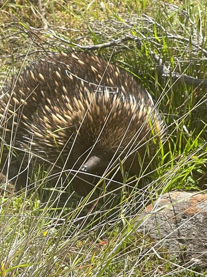 aussie-camino-echidna