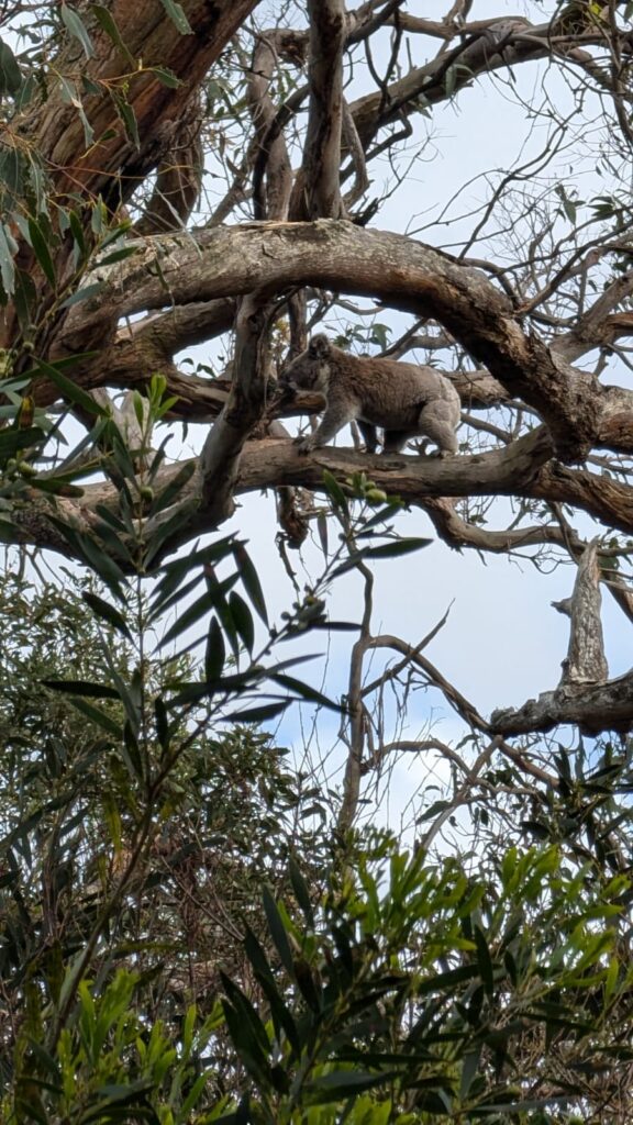 aussie-camino-koala