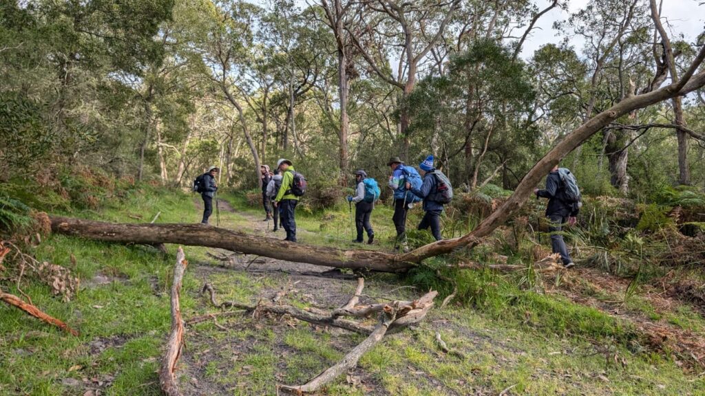 Group of seven hikers walking along a forest trail surrounded by tall trees and dense vegetation; a large fallen tree trunk lies across the path, creating an obstacle the hikers navigate around or over; each equipped with backpacks, trekking poles, and outdoor clothing.